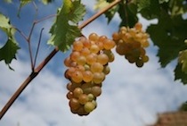 Uva bianca del vermentino